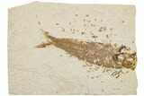 Fossil Fish (Knightia) - Wyoming #233148-1